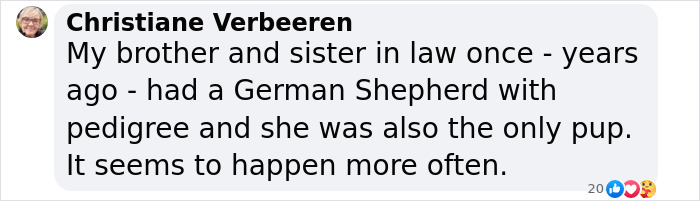 Comment about a German Shepherd being a singleton puppy and a similar occurrence shared online. Comment about a German Shepherd being a singleton puppy and a similar occurrence shared online.