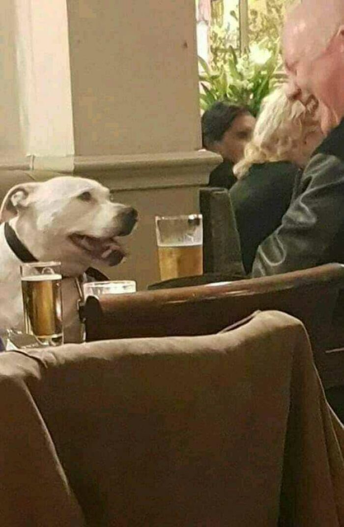 Dog sitting at a table with drinks, sharing a moment with laughing people in a café, capturing a blessed image.