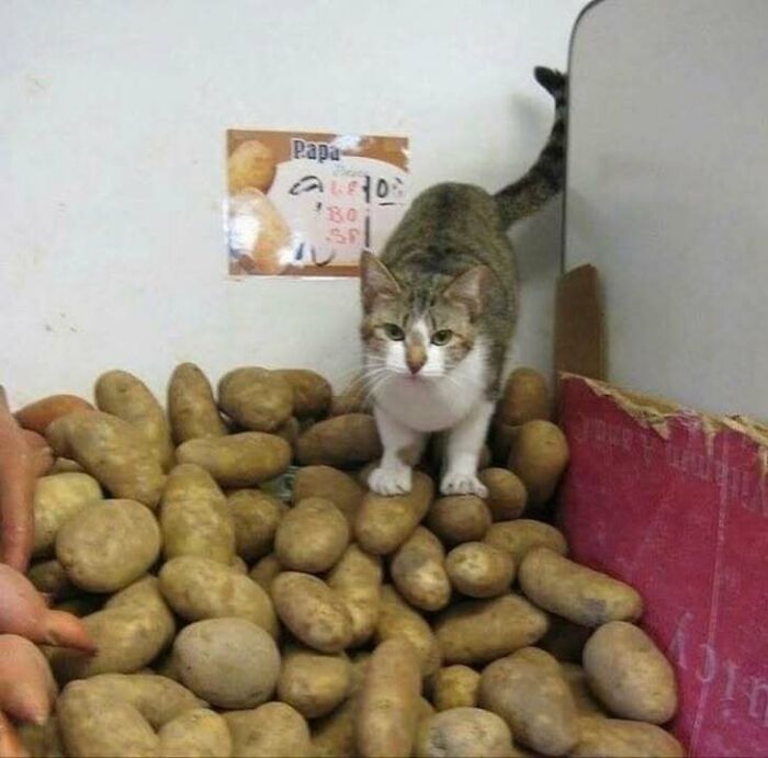 Cat standing on a pile of potatoes, creating a humorously blessed image that might brighten your day.