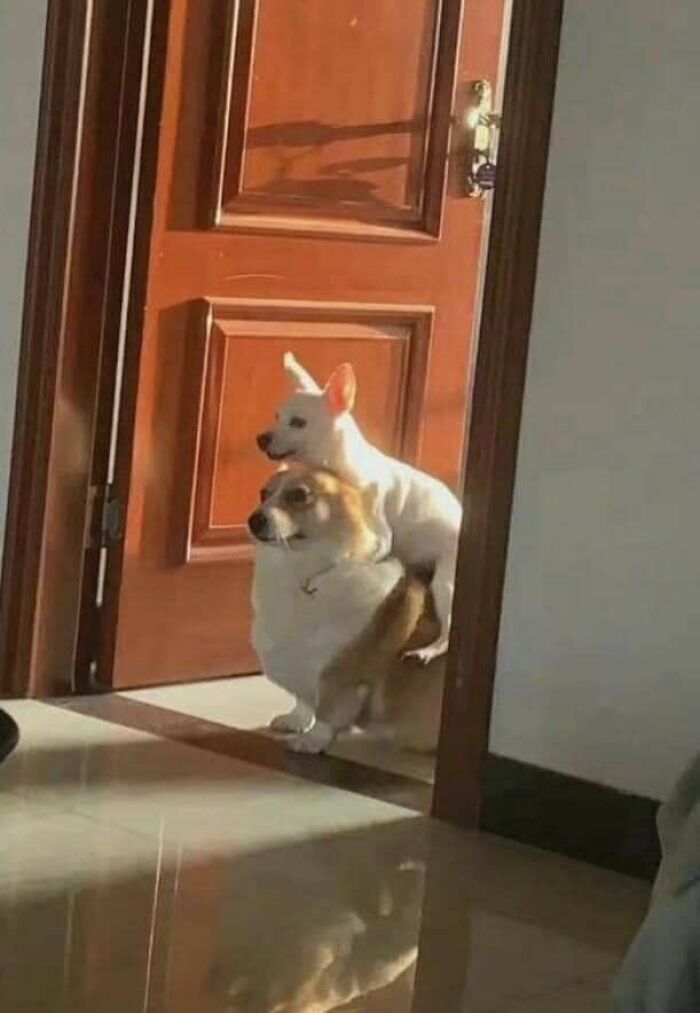 Two dogs stacked by a doorway, creating a delightful and blessed image.