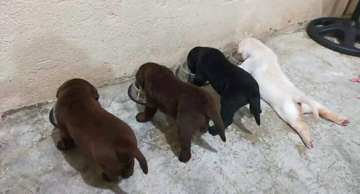 Four adorable puppies enjoying their meal, showcasing a blessed image that can brighten anyone's day.