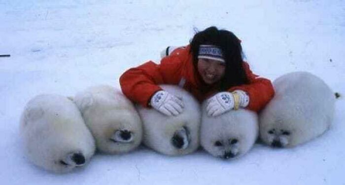 Person smiling, cuddling with five fluffy white seals on snow; a truly blessed image.