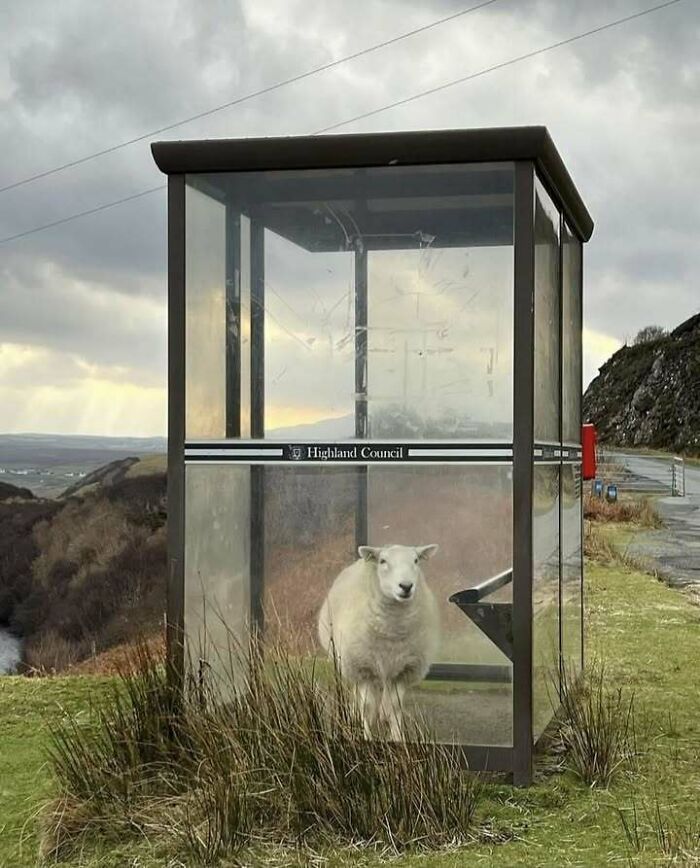Sheep in a Highland Council bus shelter on a rural Scottish road, showcasing typical humorous Scottish scenery.