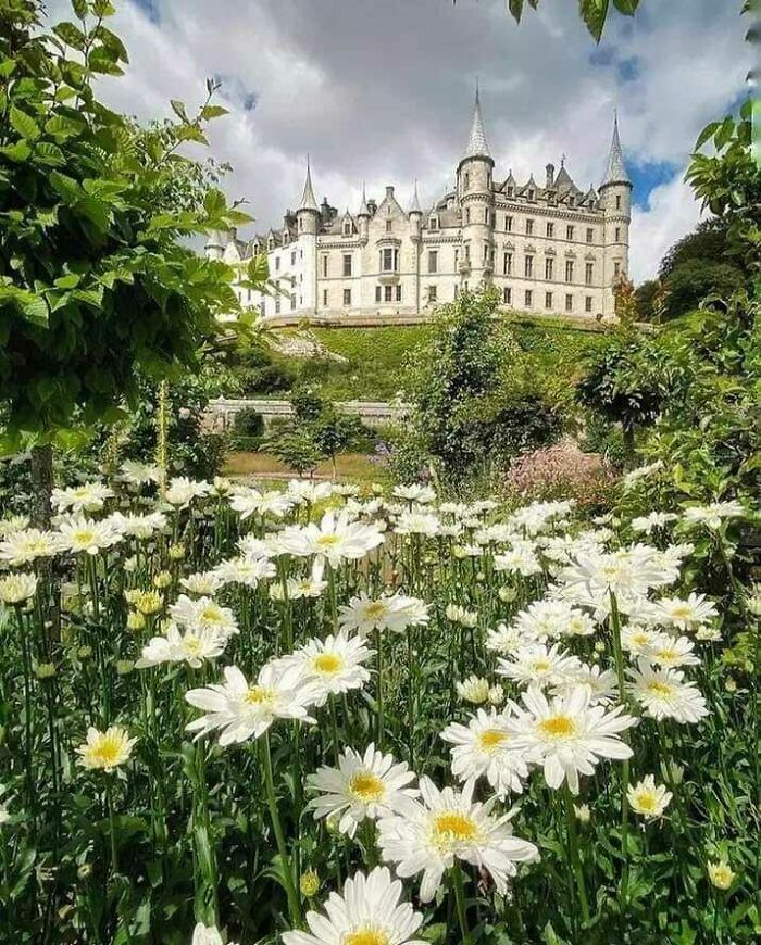 Scottish castle with white flowers in the foreground, capturing Scotland's charm and landscape.