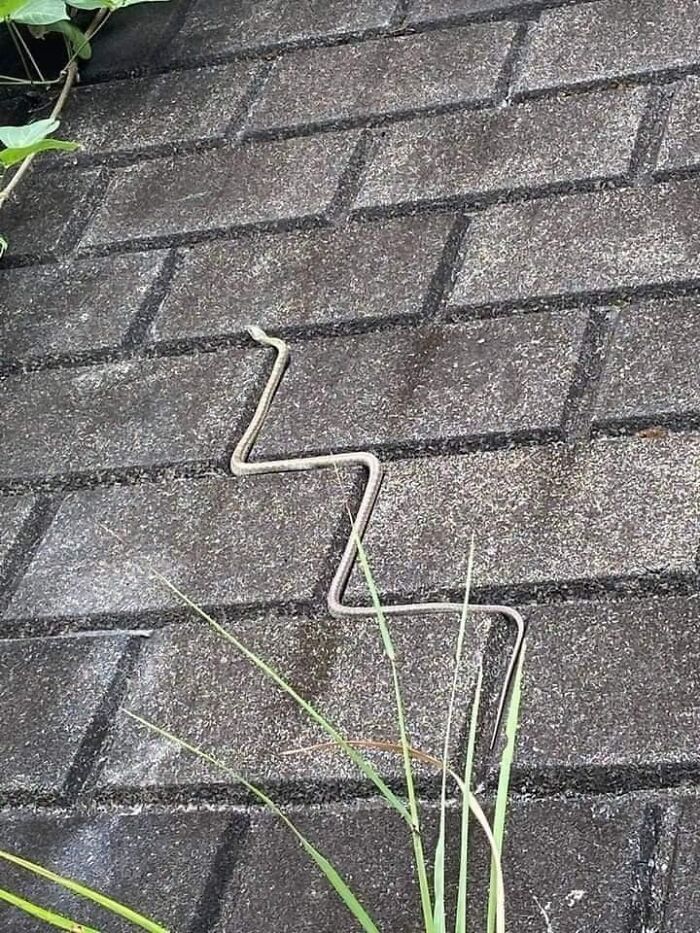 A snake slithers in a zigzag pattern on a tiled roof, capturing a blessed image moment.