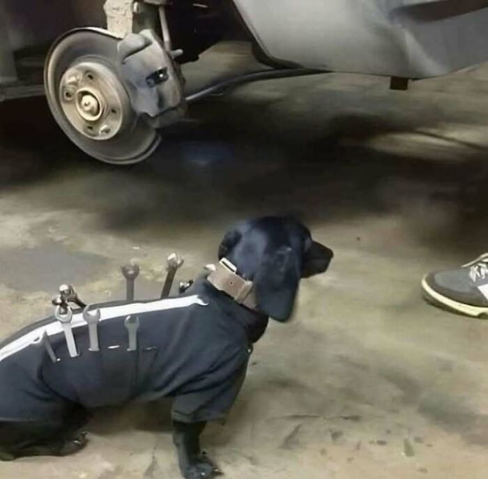 Adorable dog in a mechanic's uniform with wrenches on its back, bringing joy as a blessed image in a garage setting.