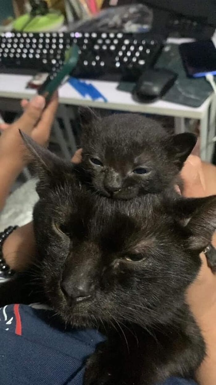 Two black cats, a kitten resting on an adult cat's head, creating a heartwarming blessed image.