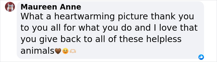 These Baby Opossums Lost Their Mom, But The Rescue Team Found A Beautiful Way To Comfort Them These Baby Opossums Lost Their Mom, But The Rescue Team Found A Beautiful Way To Comfort Them