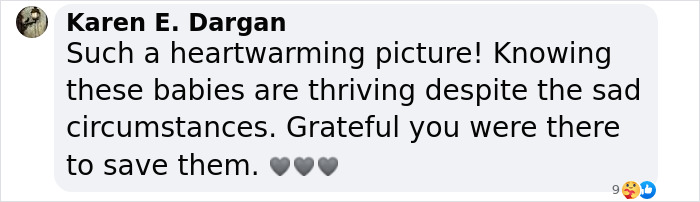 These Baby Opossums Lost Their Mom, But The Rescue Team Found A Beautiful Way To Comfort Them These Baby Opossums Lost Their Mom, But The Rescue Team Found A Beautiful Way To Comfort Them