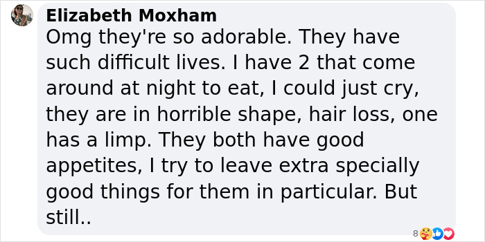 These Baby Opossums Lost Their Mom, But The Rescue Team Found A Beautiful Way To Comfort Them These Baby Opossums Lost Their Mom, But The Rescue Team Found A Beautiful Way To Comfort Them