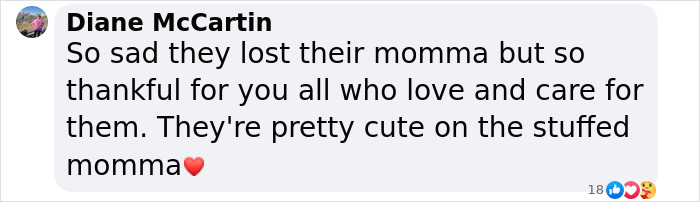 These Baby Opossums Lost Their Mom, But The Rescue Team Found A Beautiful Way To Comfort Them These Baby Opossums Lost Their Mom, But The Rescue Team Found A Beautiful Way To Comfort Them