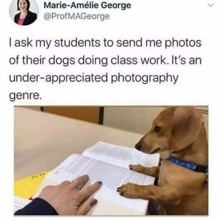 Dog with paws on a book, mimicking class work, highlighting humor in science memes.