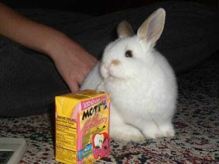 Cute rabbit beside a juice box on a patterned rug, embodying blessed images and bringing joy.