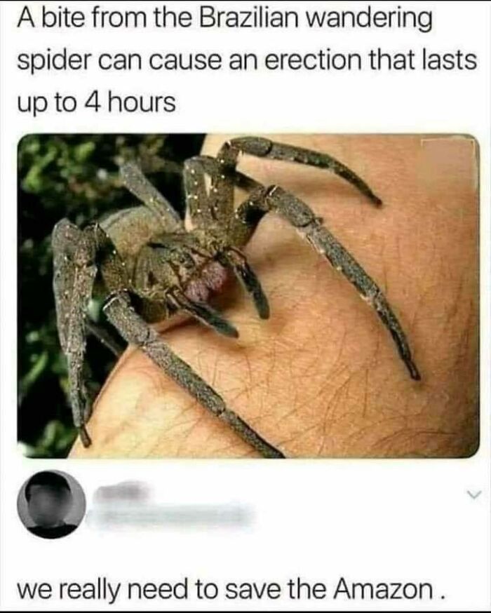 Brazilian wandering spider on a hand with humorous text about its effects, illustrating a science meme.