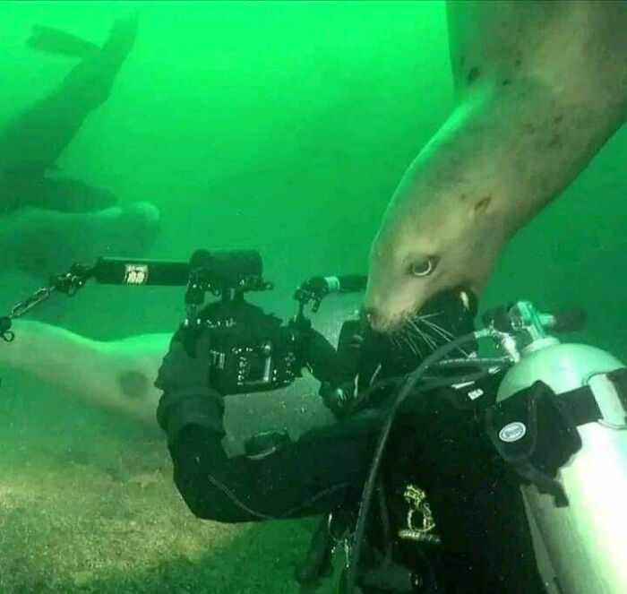 Scuba diver captures a blessed image of a playful seal interacting with a camera underwater.