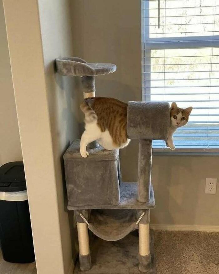 Cat humorously stuck in a cat tree tunnel, presenting a funny blessed image moment.