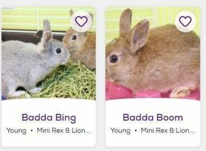 Two adorable young rabbits, Badda Bing and Badda Boom, in their enclosures, showcasing blessed images to brighten your day.