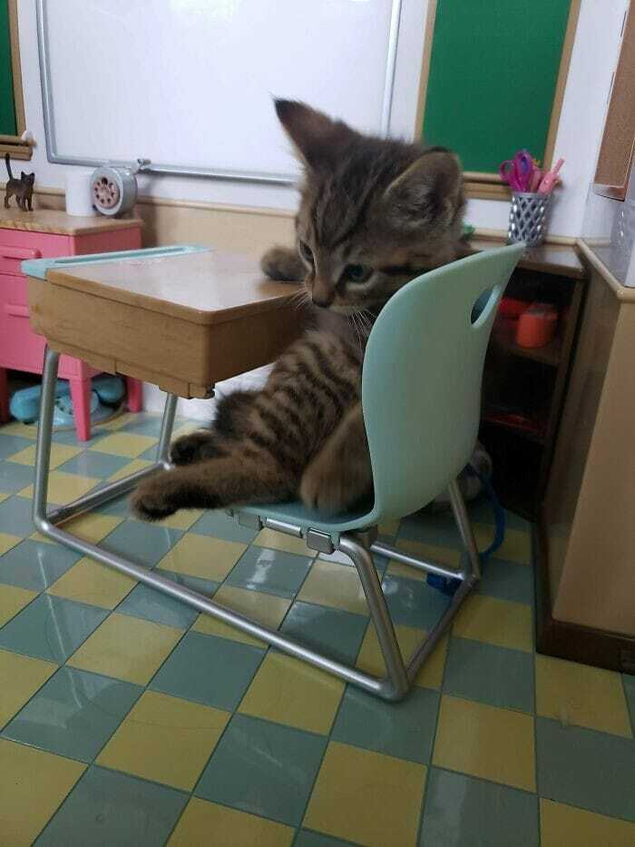 Cute kitten sitting at a small school desk, resembling a student, creating a blessed and heartwarming scene.