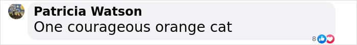 Comment by Patricia Watson about a courageous orange cat.