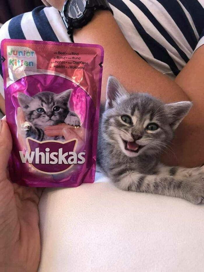 Smiling kitten next to a Whiskas package featuring a similar kitten, embodying a blessed image moment.