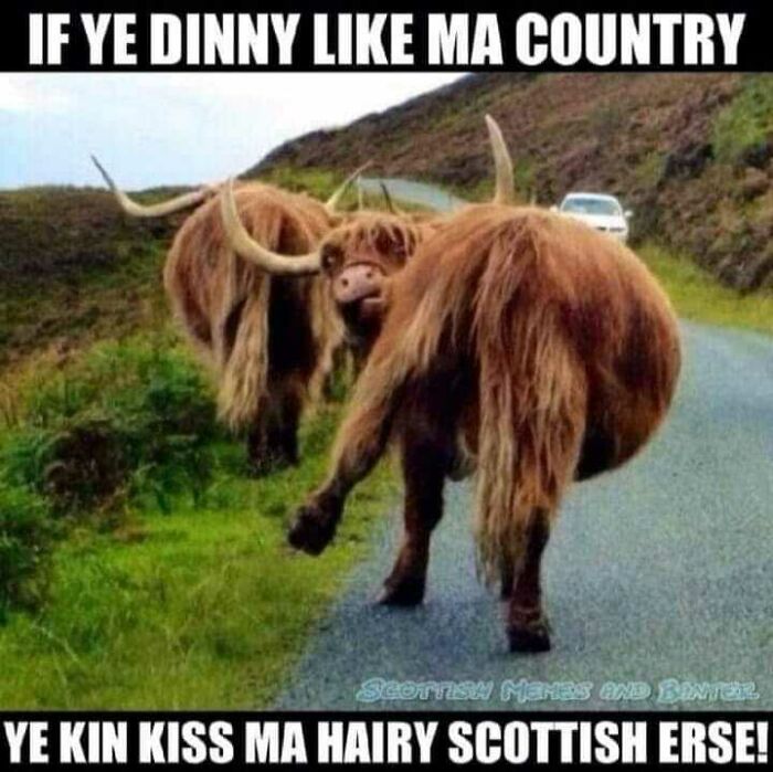 Two Highland cows on a rural Scottish road, humorously representing Scottish culture with text.