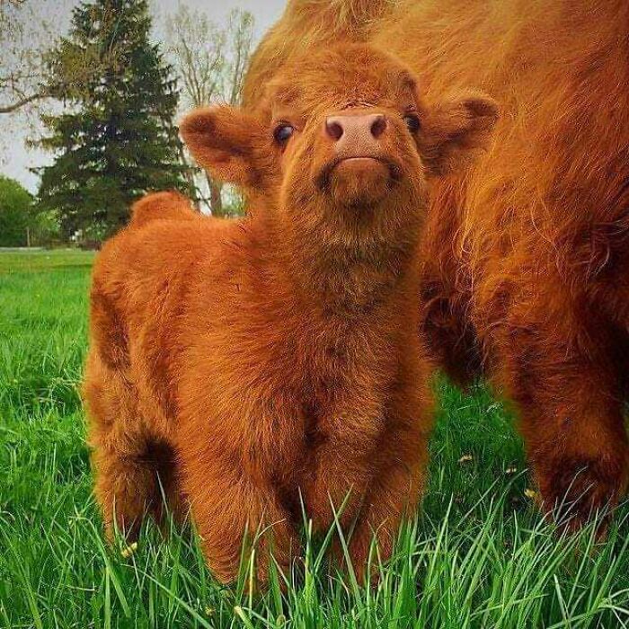 Adorable Scottish Highland calf with fluffy red fur standing on green grass.