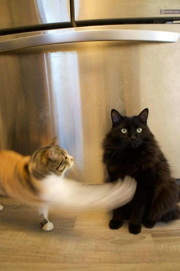 Two cats: one black cat sitting, another cat playfully swatting with its paw. A classic example of blessed images.