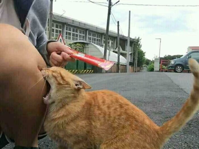 Orange cat playfully nibbling a person's knee on a street, capturing a blessed image moment.