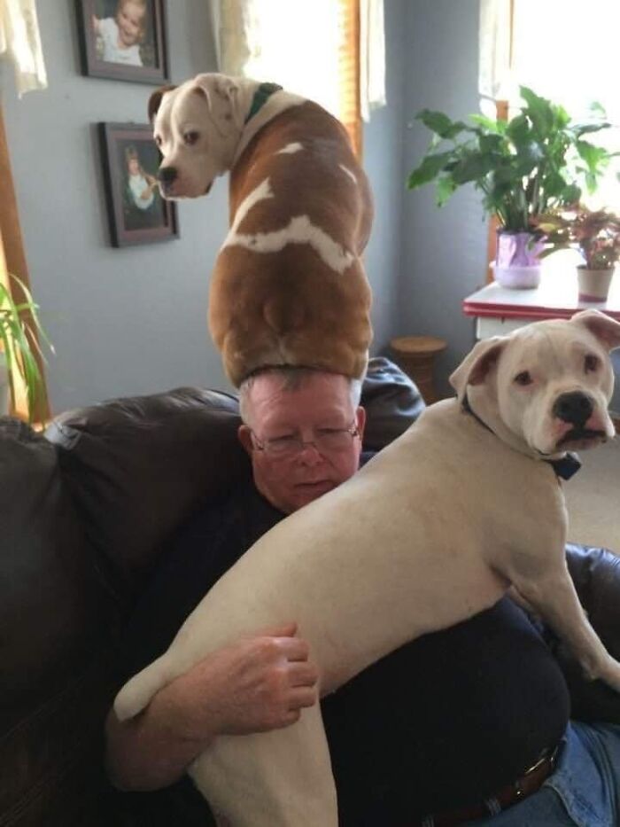 Man on a couch with two dogs, one sitting on his head. A blessed image capturing a humorous moment at home.