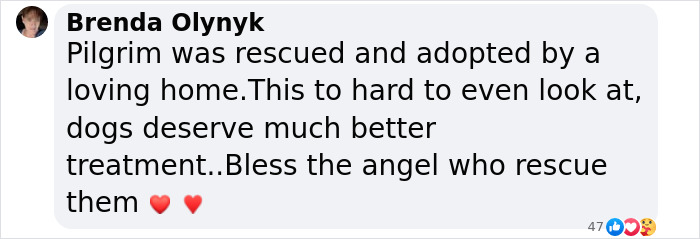 Text comment about a rescued matted dog who was adopted, mentioning better treatment for dogs and gratitude for the rescuer.