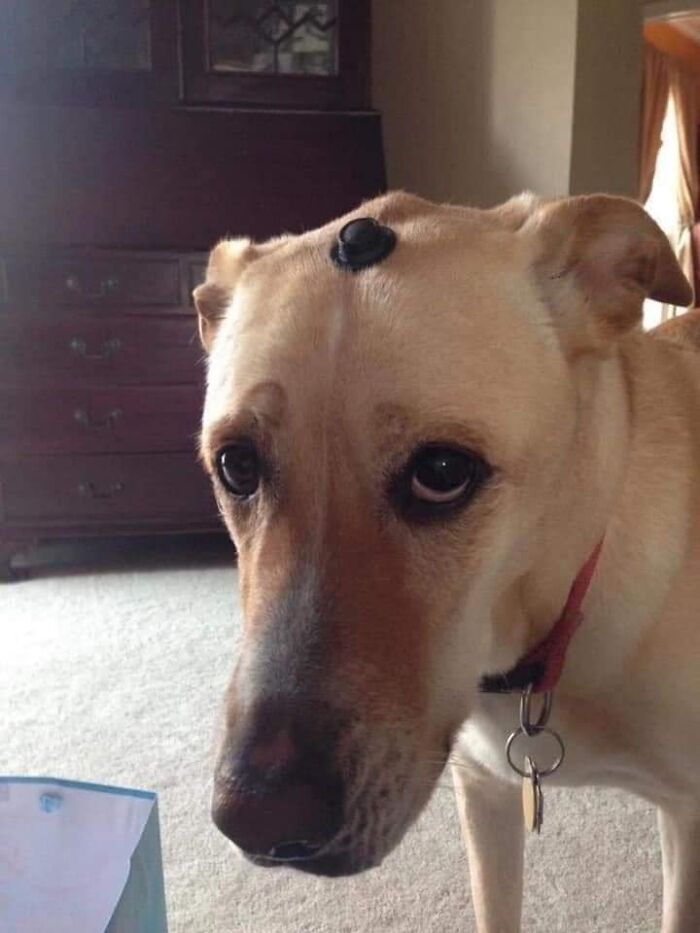 A dog with a button on its head, standing indoors, looks playfully confused. A blessed image to brighten your day.