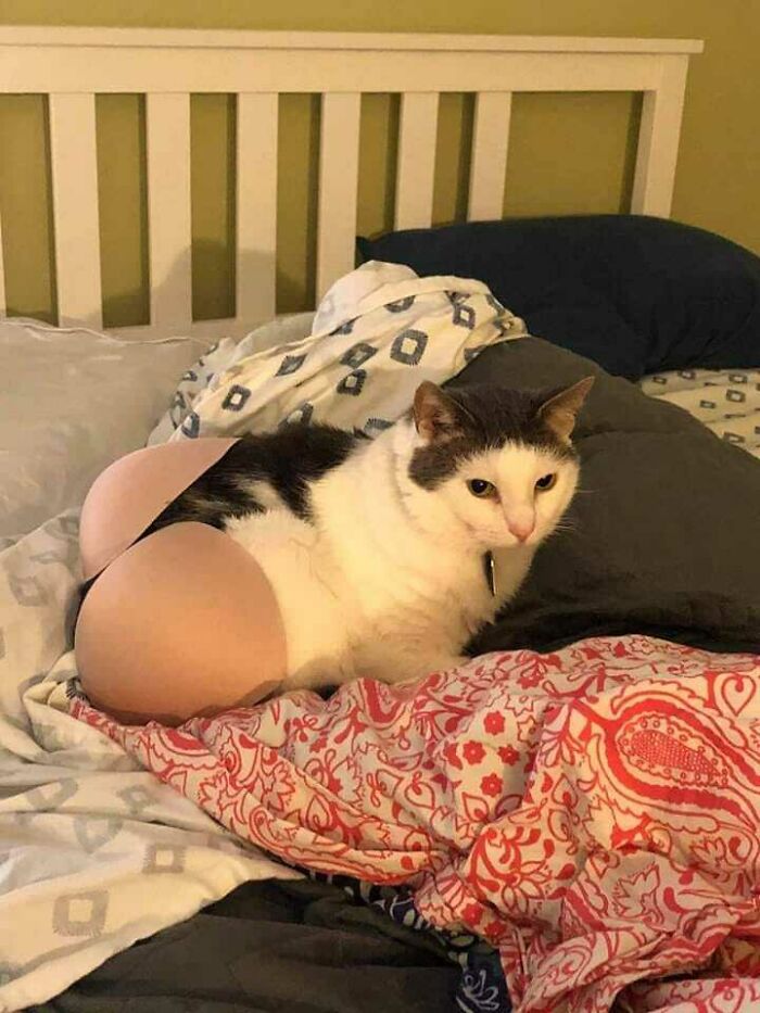 Cat nestled among pillows on a bed, creating a humorous and blessed image.