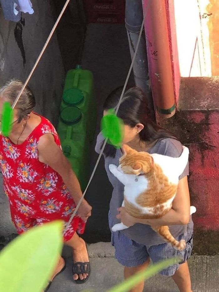 Two people walking on a sunny street, one carrying a large orange and white cat, creating a blessed and joyful scene.