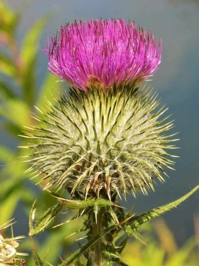 Scottish thistle in full bloom, showcasing vibrant purple petals and spiky green leaves under sunlight.