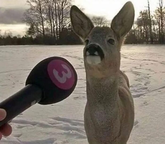 Deer standing in snow, appearing to give an interview to a person holding a microphone with a pink logo.