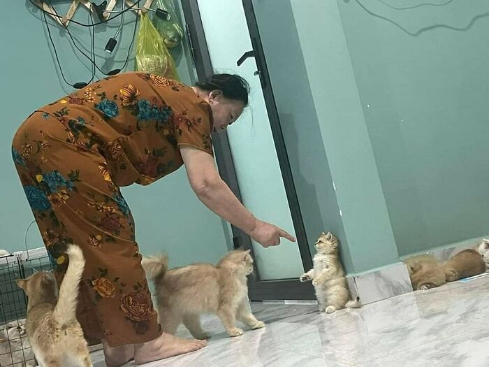 Woman playfully scolding adorable kittens in a room, creating a blessed image that can uplift your mood.