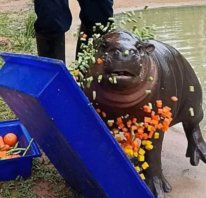 A small hippo looks delighted as colorful vegetables are poured from a blue container, capturing a truly blessed image.