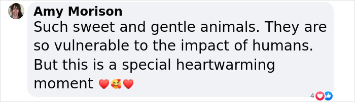 "User comment expressing love for a heartwarming moment with manatees, highlighting their vulnerability and gentleness.