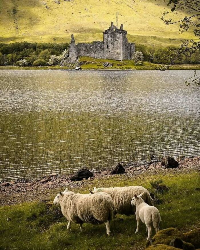 Sheep grazing near a lake with a historic Scottish castle in the background.