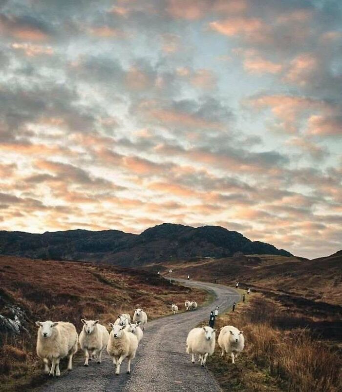 Sheep on a winding road in Scotland, with a backdrop of hills and a colorful sky.