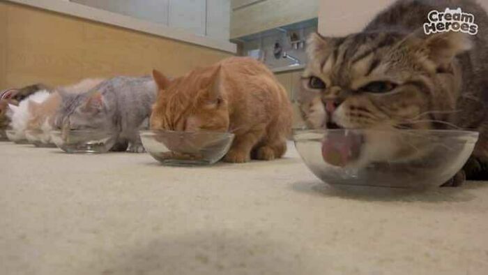 Cats joyfully eating from bowls, capturing a blessed moment to brighten your day.