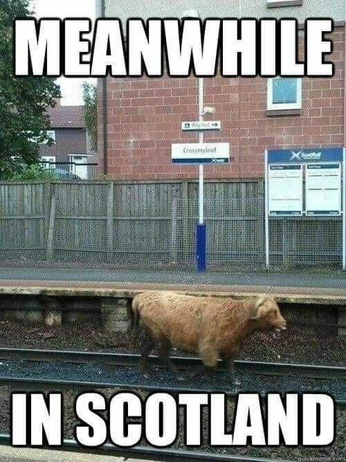 A cow walks on train tracks at Crossmyloof station, humorously capturing an aspect of Scotland.