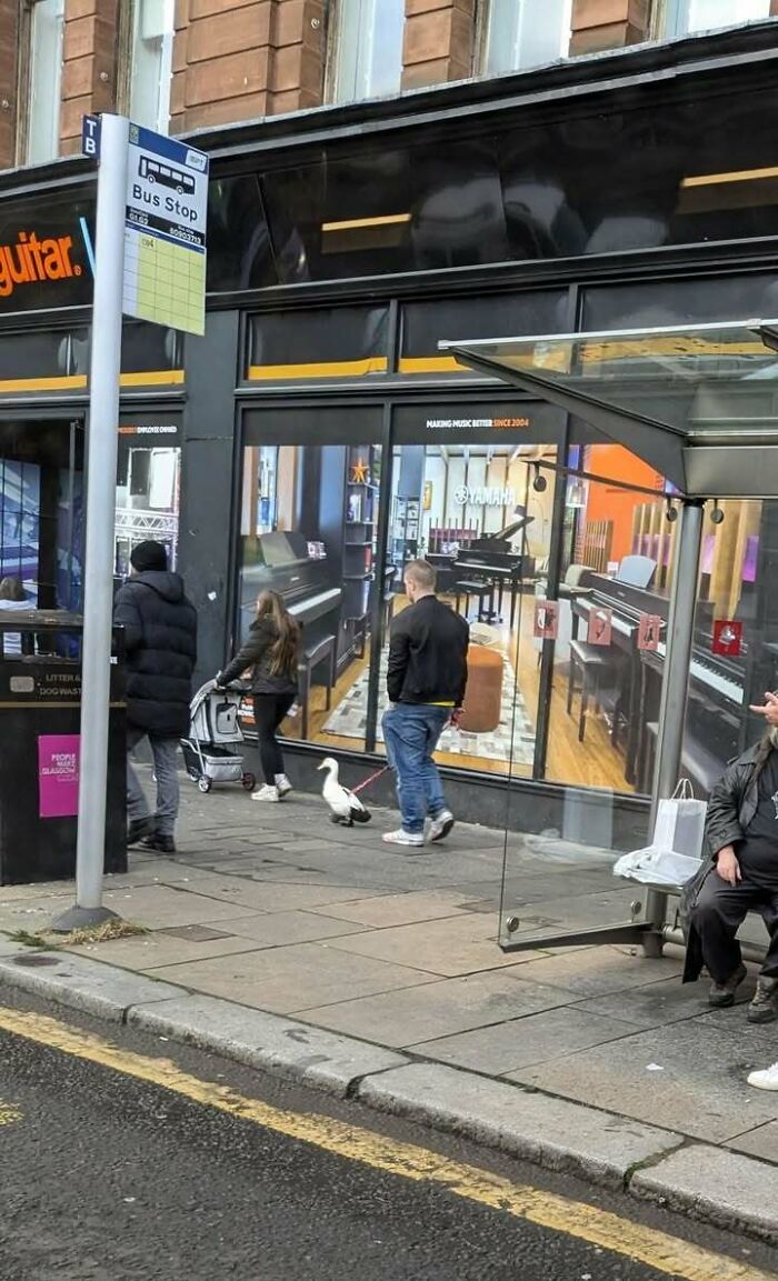 Man walks a duck on a leash outside a music store in Scotland, capturing a humorous and quirky street scene.