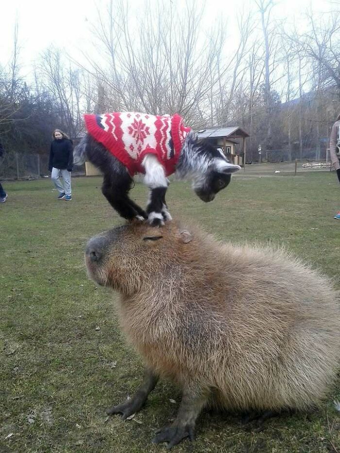 Goat in sweater balancing on a capybara, in a grassy area with people in the background, showcasing a blessed image moment.