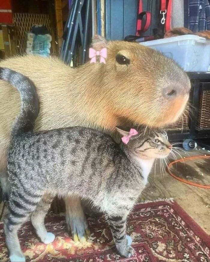 Capybara and cat, both with pink bows, standing together on a patterned rug in a cozy setting.