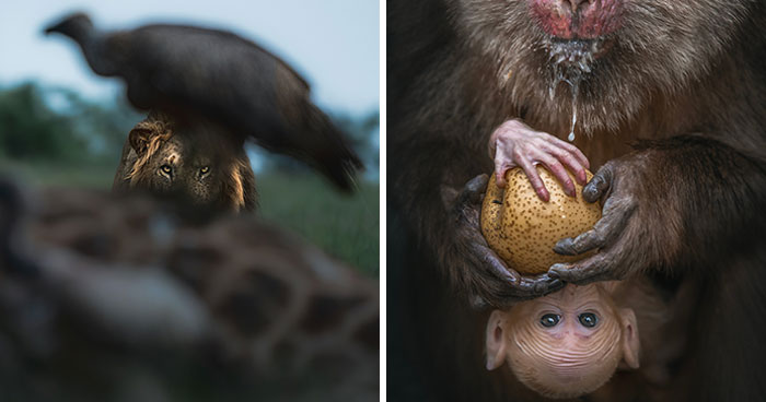 2024 HIPA: 30 Thought-Provoking Images Winning The Contest