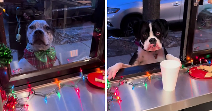 Pizzeria In Chicago Opens Doggie Treat Window, Goes Viral Due To The Most Wholesome Interactions