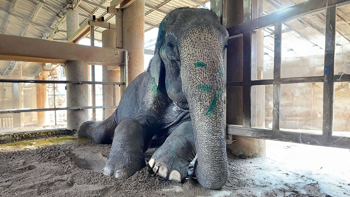 Exhausted Elephant Was Finally Rescued From The Place Where She Was Forced  To Work 80 Years | Bored Panda