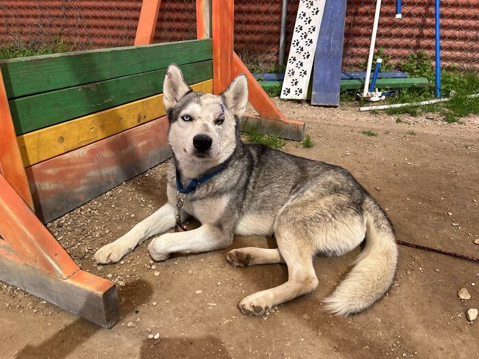 Resilient husky with scars resting at the shelter, wearing a blue collar.