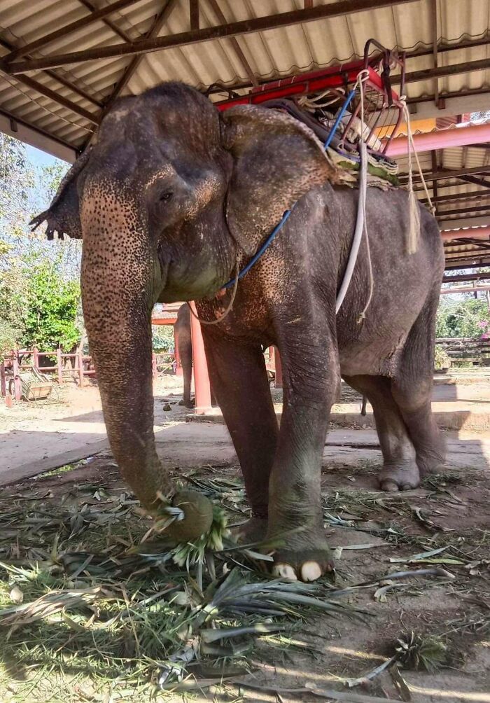 Rescued elephant enjoying freedom, standing under shelter, surrounded by green foliage. Rescued elephant enjoying freedom, standing under shelter, surrounded by green foliage.